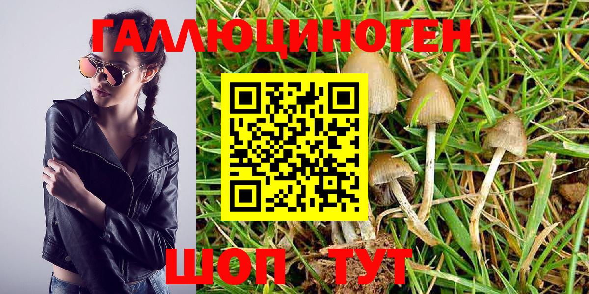 Петрозаводск  Псилоцибиновые грибы GOLDEN TEACHER  Вход с VPN 